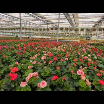 10.03.2026r. uczniowie klasy o profilu biologiczno-chemicznym odwiedzili gospodarstwo ogrodnicze Flora in Vitro w Dębowcu